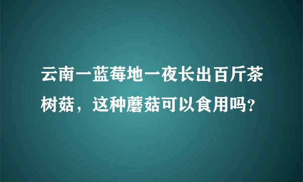 云南一蓝莓地一夜长出百斤茶树菇，这种蘑菇可以食用吗？