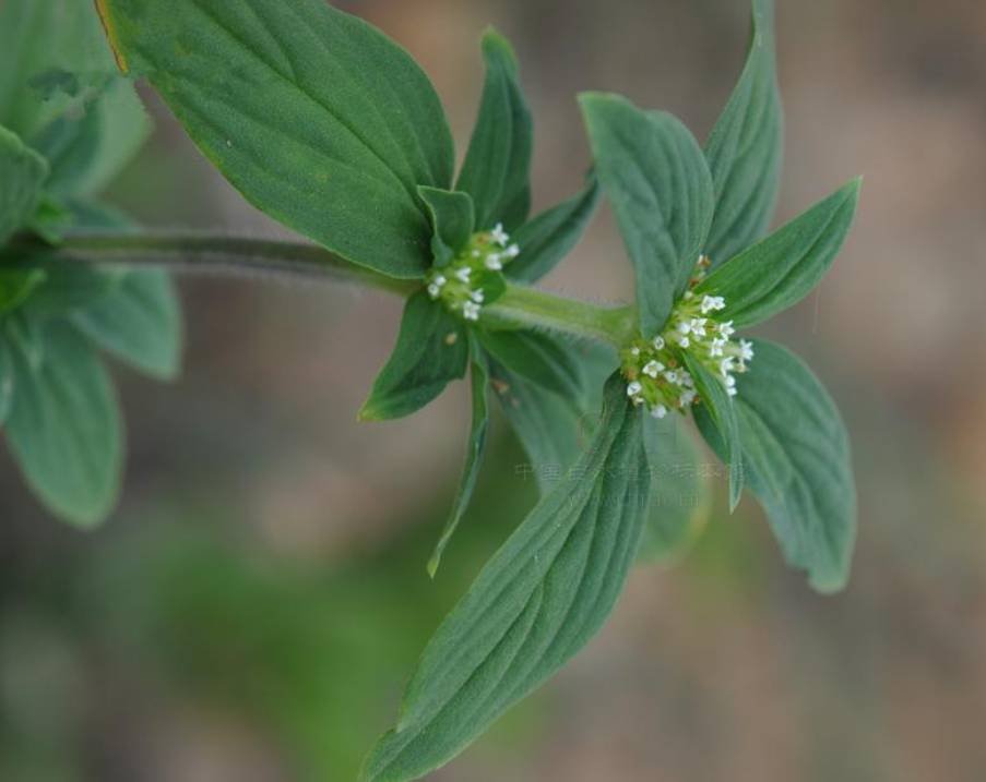 这是什么植物？