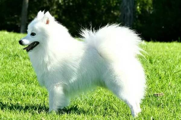 银狐犬一只多少钱啊？