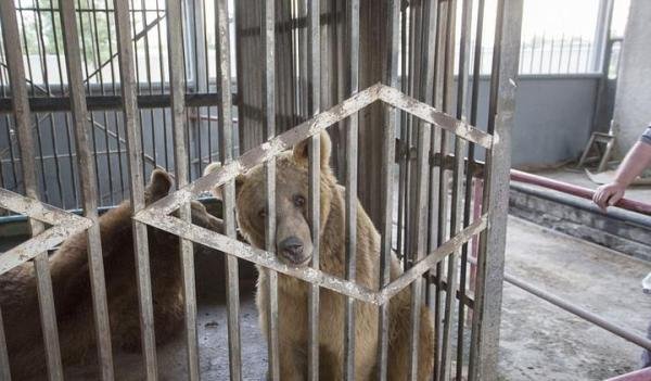 仅仅为了吸引客人多挣钱！这些棕熊失去了自由和尊严，被关在笼子里供人赏玩！