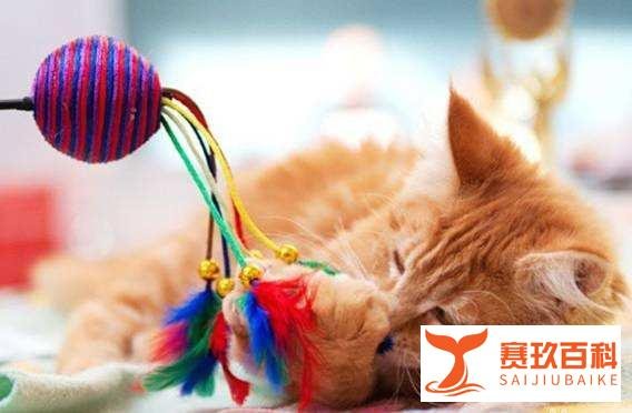 猫咪为什么爱玩毛线球?「科瑞卡科普」