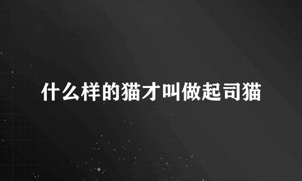 什么样的猫才叫做起司猫
