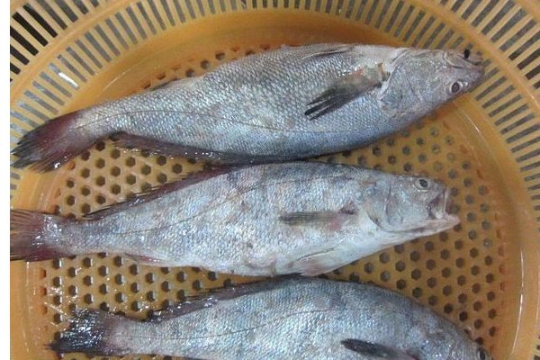鮸鱼是什么鱼？