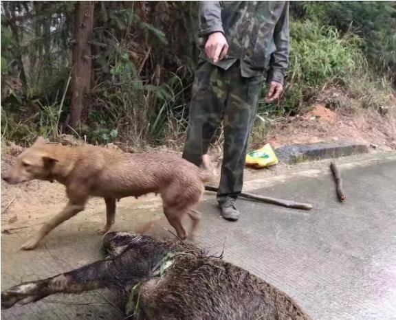 猪出没！2万头野猪泛滥，多地下发“通缉令”