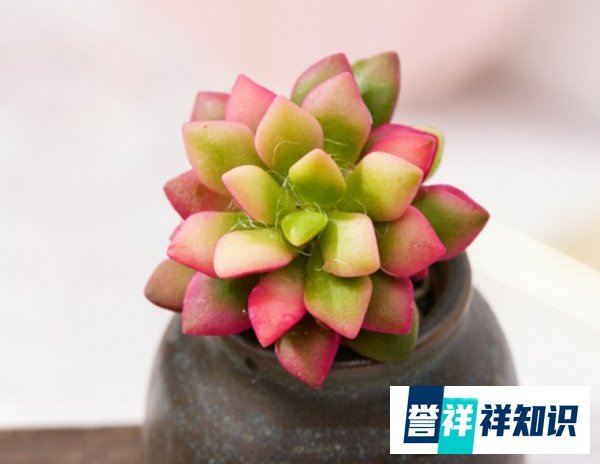 多肉吹雪怎么养才会红