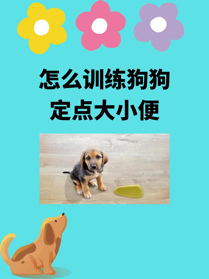 怎么训练狗狗定点大小便