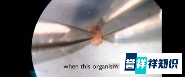 全球首例！活体机器人能自己“生娃”！是创新还是毁灭？