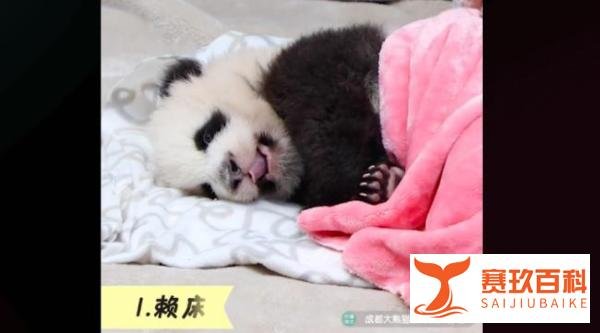 熊猫宝宝过冬裹紧小被子太奶乎乎了！熊猫宝宝的可爱瞬间来咯
