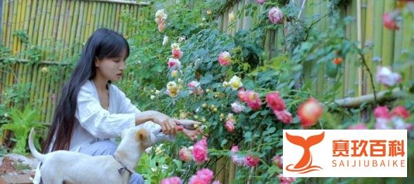 为什么越来越多的开始讨厌李子柒？欲戴皇冠，必承其重