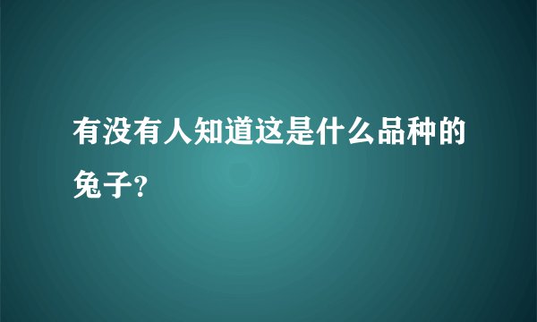 有没有人知道这是什么品种的兔子？