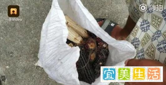 湖南高校实验玉米被村民偷摘,学生气到住院!当地正动员村民交回