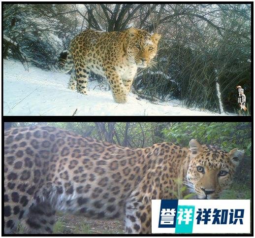 致敬非凡|猫盟宋大昭:守护华北豹的北国之约