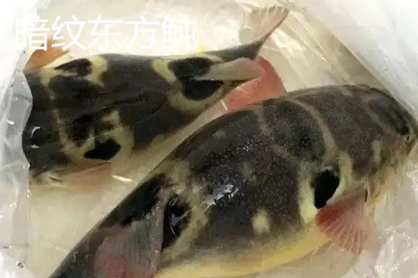 什么是巴鱼