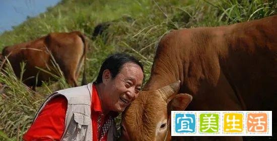 女子旅游与牛群合影被顶飞,景区:不许穿裙子