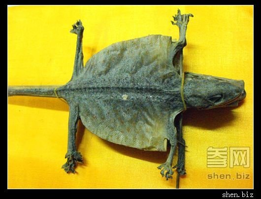 海药本草的主要内容