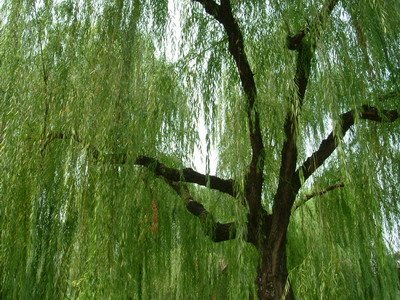 无心插柳柳成荫，上一句是什么？