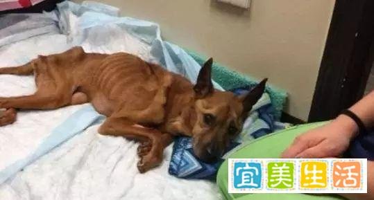主人出差忘记家里的狗狗，一个月回家一切都晚了