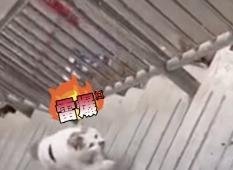 被网友嘲笑的“犟种猫”迎来神反转，竟因为……救子心切？！