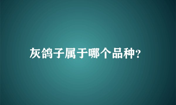 灰鸽子属于哪个品种？