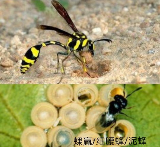 这是啥虫子，在卧室里发现！感觉有毒！有大侠知道这是啥吗
