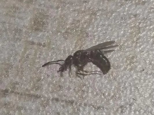 什么是带翅膀的大黑蚂蚁？