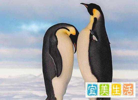 企鹅在向另一半表白的时候会送什么作为定情信物