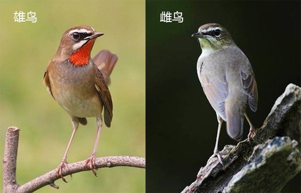 红点颏雌雄如何区分？
