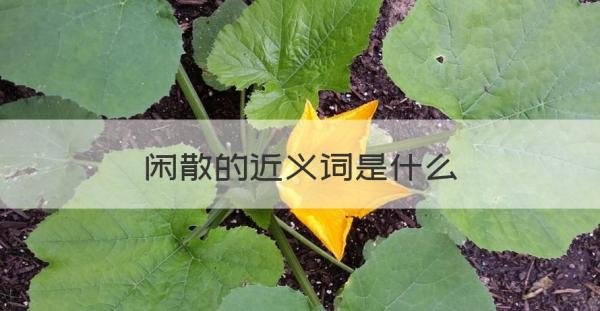 闲散的近义词 闲散的近义词是什么
