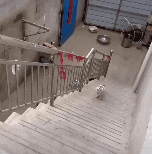 被网友嘲笑的“犟种猫”迎来神反转,竟因为……救子心切?!