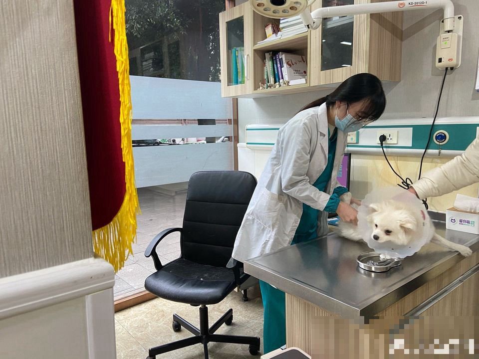 成都有哪些好的宠物医院推荐呢？