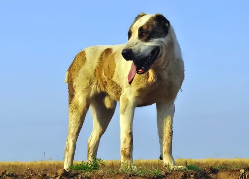 中亚犬为什么不建议养