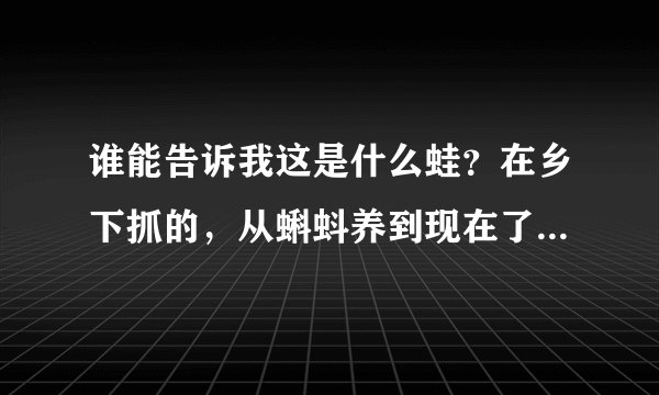 谁能告诉我这是什么蛙？在乡下抓的，从蝌蚪养到现在了，不知道它喜欢吃什么谁能告诉我？？谢了
