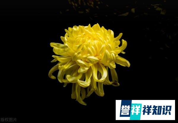 明日是九月九日重阳节，7个忌讳要尊重别犯忌讳，老传统不能丢？