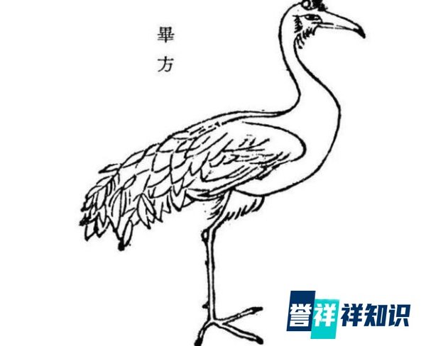 奇怪的知识又变多了,神秘的毕方究竟是个啥