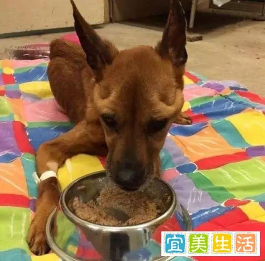 主人出差忘记家里的狗狗,一个月回家一切都晚了