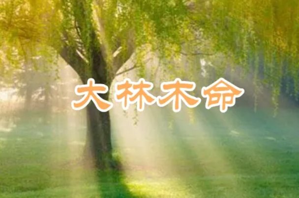 为什么大林木命最不好