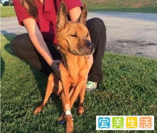 主人出差忘记家里的狗狗,一个月回家一切都晚了