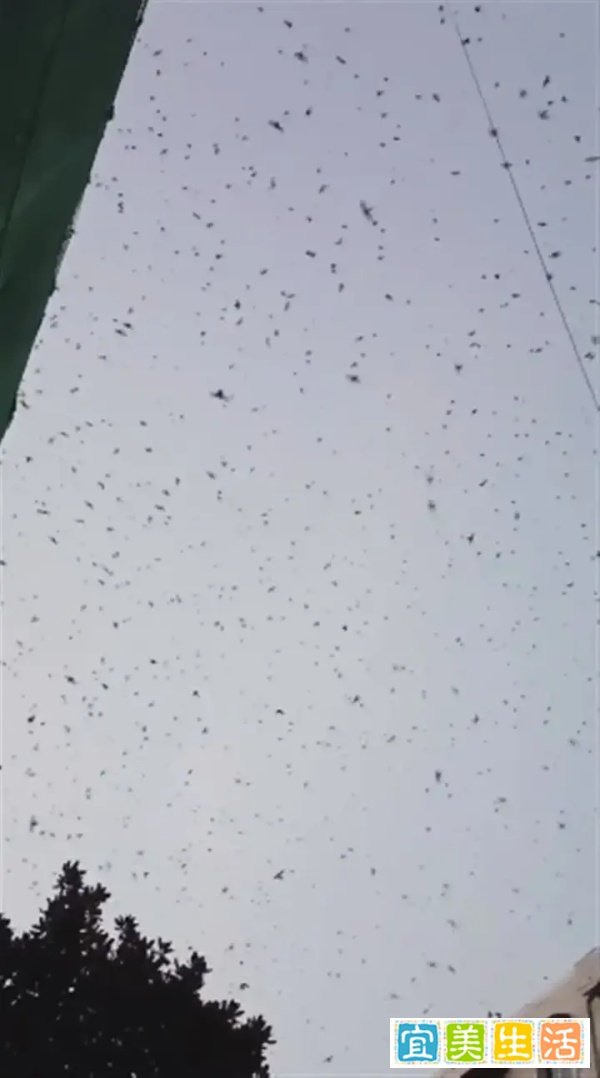 四川绵竹上空现大量飞鸟？当地：是蝙蝠，正常