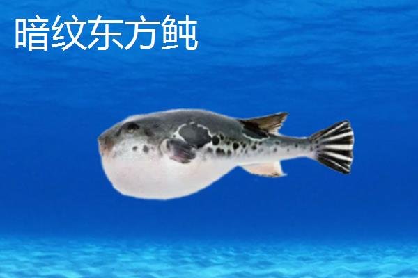 什么是巴鱼