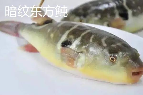 什么是巴鱼