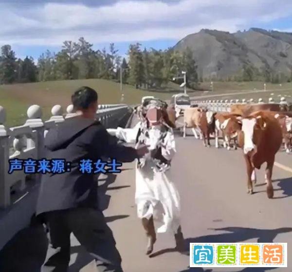 女子旅游与牛群合影被顶飞，景区：不许穿裙子