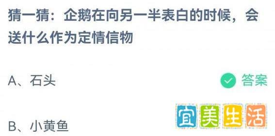 企鹅在向另一半表白的时候会送什么作为定情信物