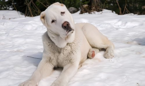中亚犬为什么不建议养