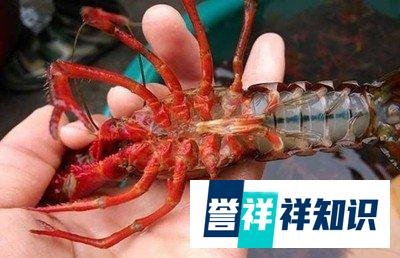小龙虾价格最近暴跌的原因是什么?网友:是不是因为寄生虫太多了