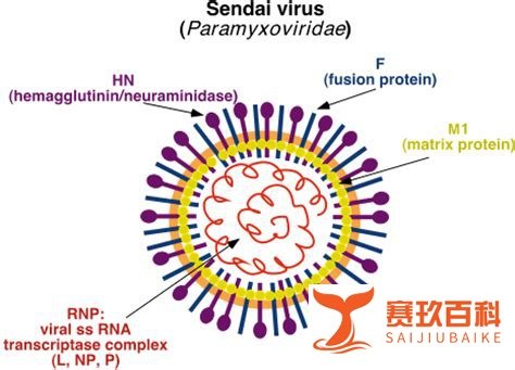 什么是仙台病毒？