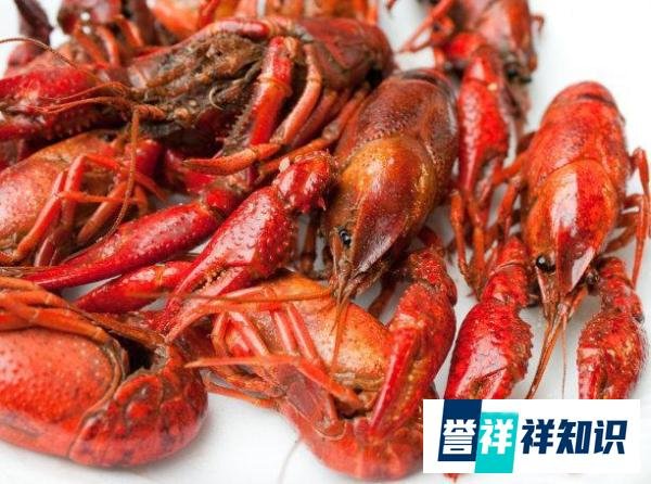 小龙虾价格最近暴跌的原因是什么?网友:是不是因为寄生虫太多了