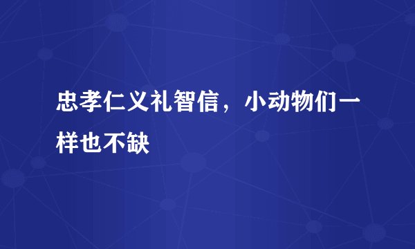 忠孝仁义礼智信，小动物们一样也不缺