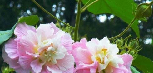 那些一言不合就“变色”的花
