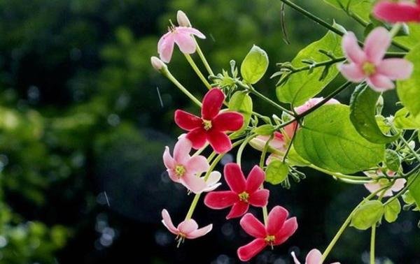 那些一言不合就“变色”的花