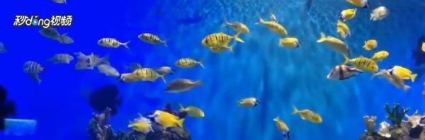上海长风海洋世界游览攻略